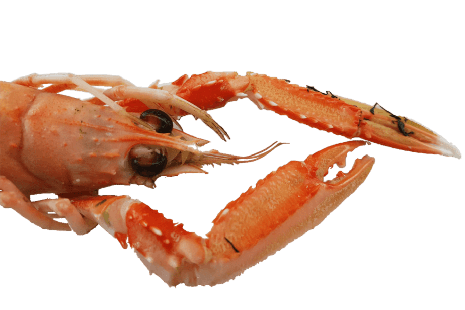 Best Crayfish  Catfish Baits for Ponds
