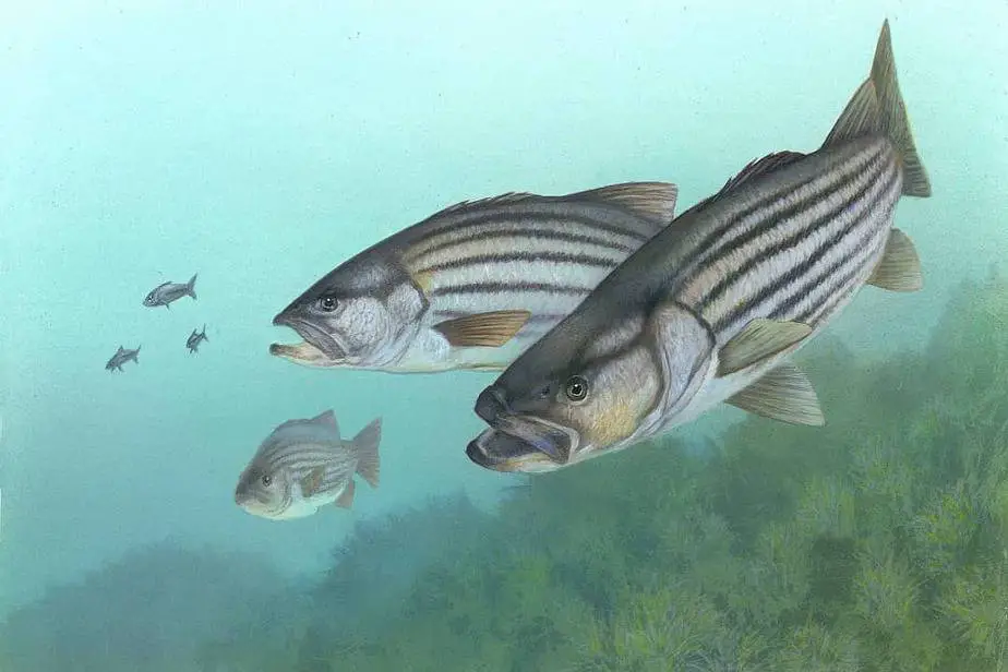 Are Stripe Bass Really Good to Eat (Safe or Not)