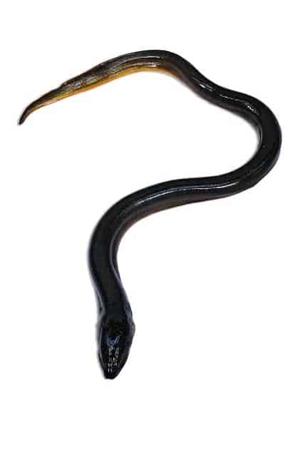 Eel