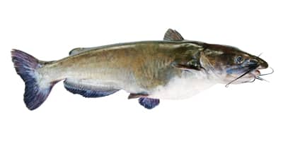  Beautiful  Flathead Catfish