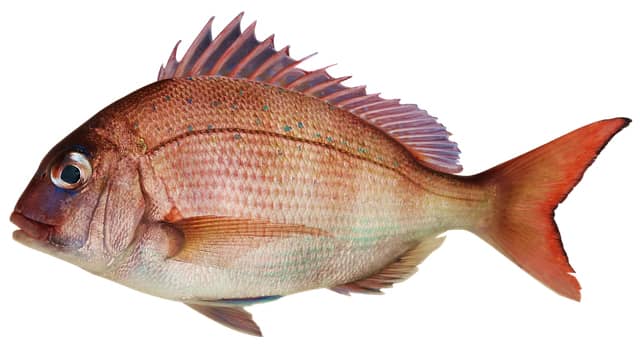 Snapper