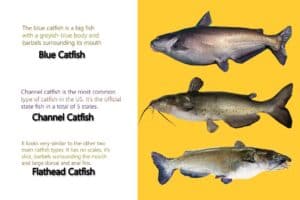 Types of Catfish