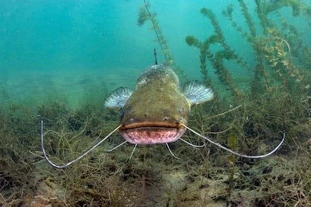 Under Water Catfish