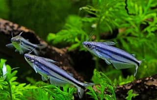 Glass Catfish