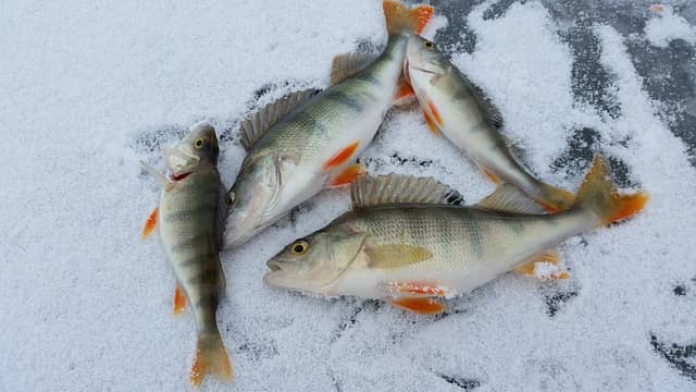 Jigging for Ice Fishing