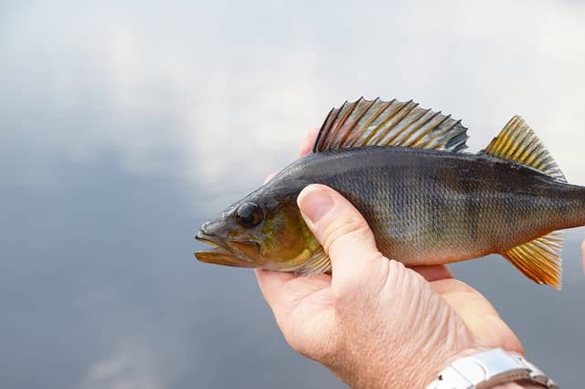 Jigging for Perch