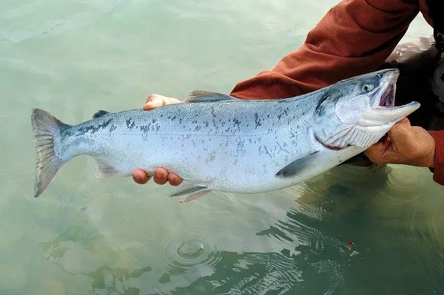 Jigging for Salmon