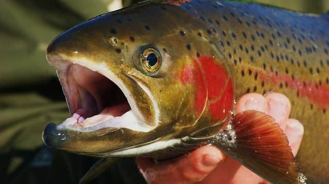 Jigging for Trout