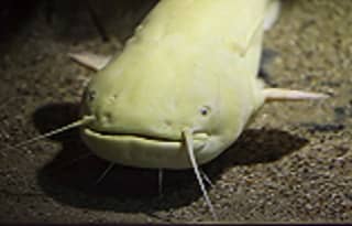 Wels Catfish