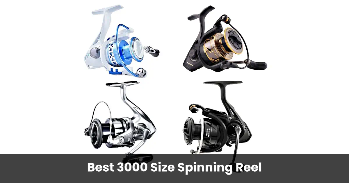Best 3000 Size Spinning Reels