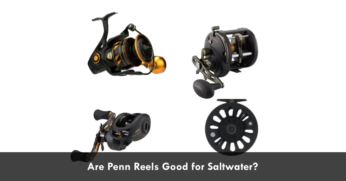 Are Penn Reels Good for Saltwater