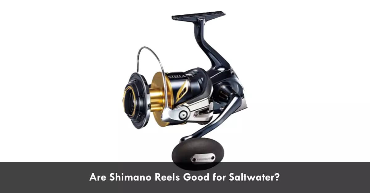 Are Shimano Reels Good For Saltwater