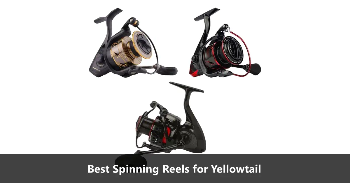 Top 3 Spinning Reels for Yellowtail