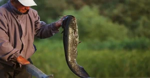 Can You Eat Wels Catfish