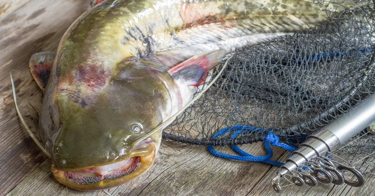 Are Flathead Catfish Good to Eat (And What do they Taste Like?) Fishing Papa