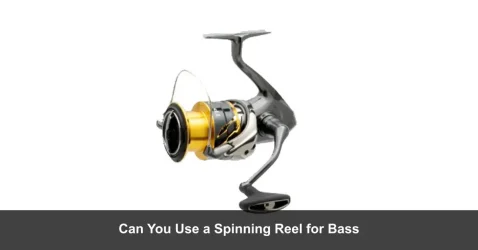 Can you use a spinning reel for bass? (Here is the Answer)