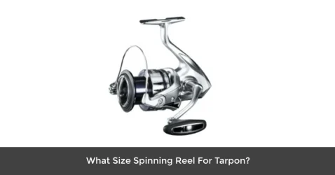 What size Spinning Reel for Tarpon( Here is the Answer) 